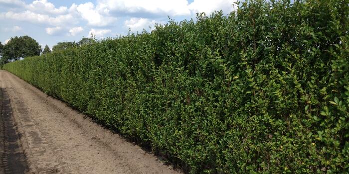 Ligustrum ovalifolium - předpěstovaný živý plot