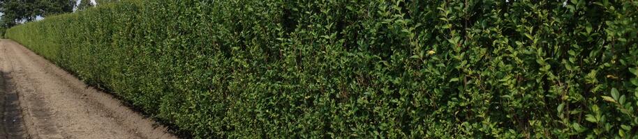 Ligustrum ovalifolium - předpěstovaný živý plot