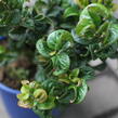 Leukothoe 'Curly Red' - Leucothoe axillaris 'Curly Red'