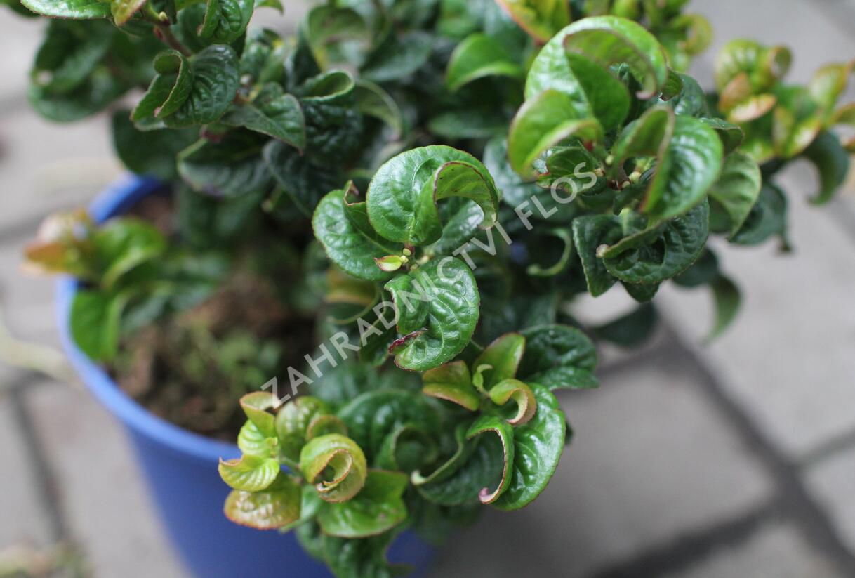 Leukothoe 'Curly Red' - Leucothoe axillaris 'Curly Red'
