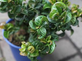 Leukothoe 'Curly Red' - Leucothoe axillaris 'Curly Red'