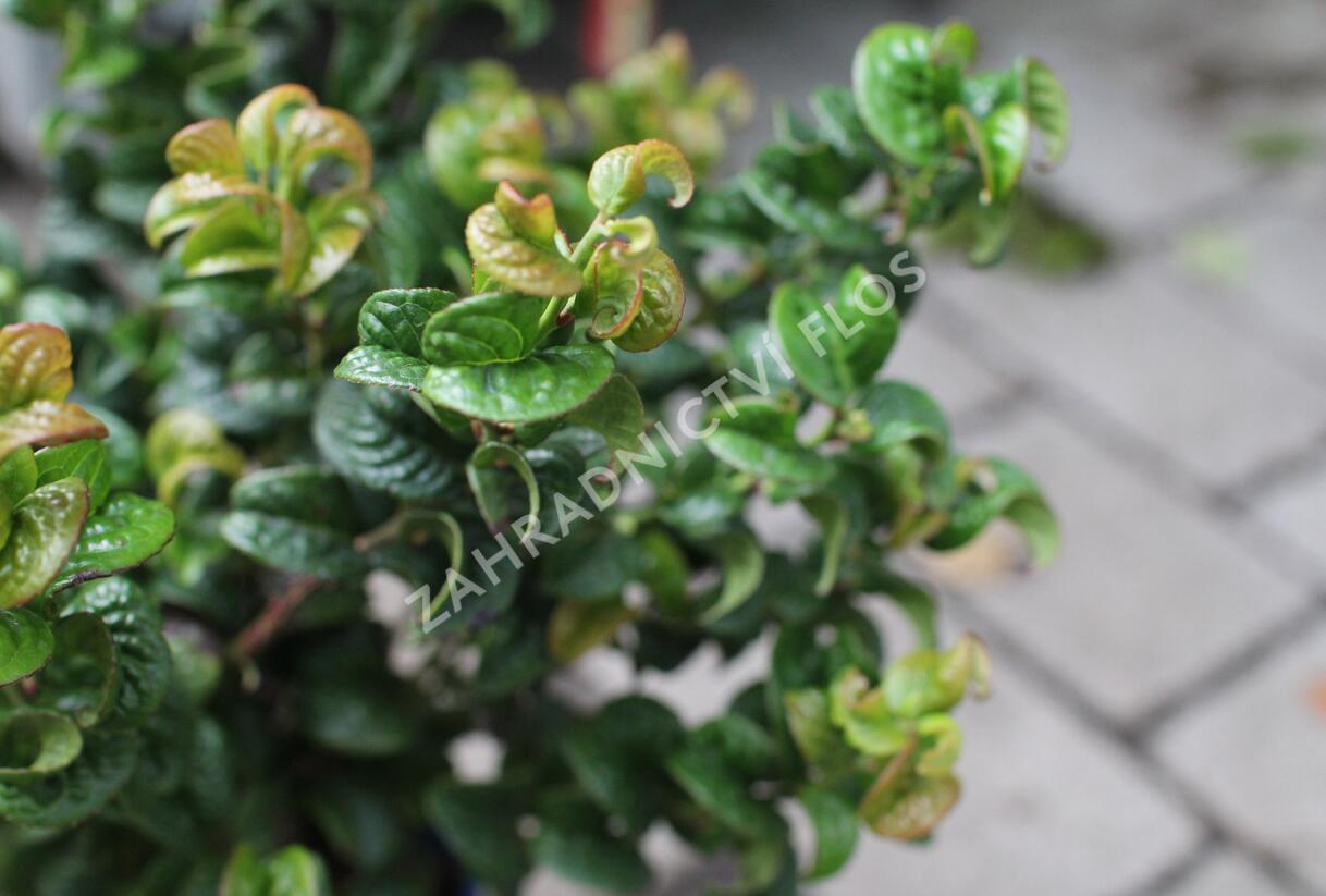 Leukothoe 'Curly Red' - Leucothoe axillaris 'Curly Red'