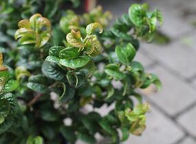 Leukothoe 'Curly Red' - Leucothoe axillaris 'Curly Red'