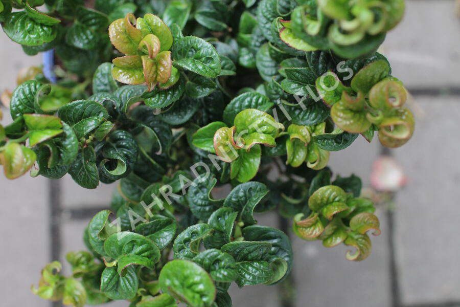 Leukothoe 'Curly Red' - Leucothoe axillaris 'Curly Red'