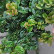 Leukothoe 'Curly Red' - Leucothoe axillaris 'Curly Red'