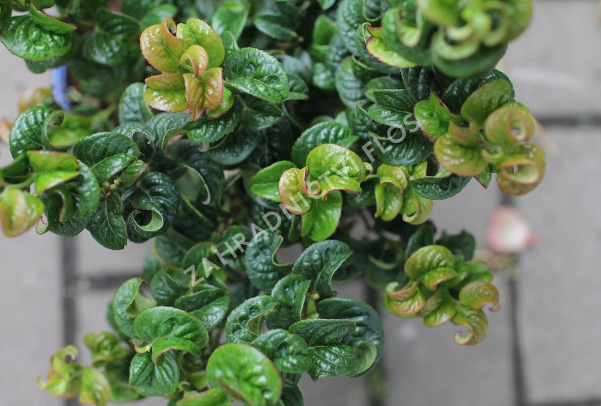 Leukothoe 'Curly Red' - Leucothoe axillaris 'Curly Red'