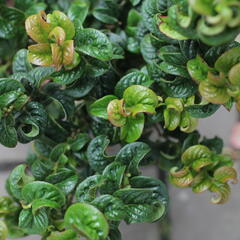 Leukothoe 'Curly Red' - Leucothoe axillaris 'Curly Red'