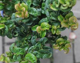 Leukothoe 'Curly Red'
