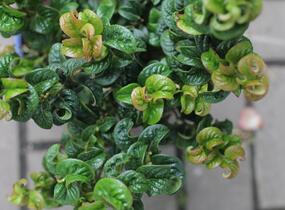 Leukothoe 'Curly Red' - Leucothoe axillaris 'Curly Red'