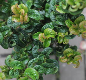 Leukothoe 'Curly Red' - Leucothoe axillaris 'Curly Red'