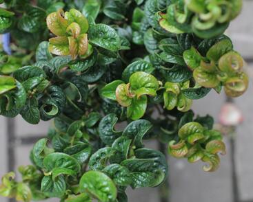 Leukothoe 'Curly Red'