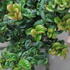 Leucothoe axillaris 'Curly Red'.JPG
