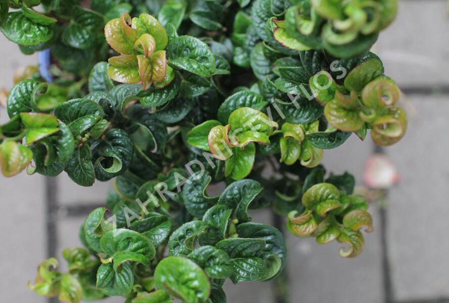 Leukothoe 'Curly Red' - Leucothoe axillaris 'Curly Red'