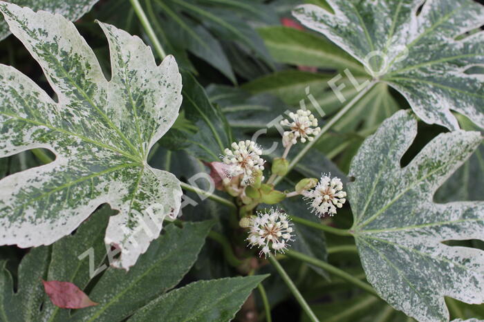 Fatsie 'Spider's Web' - Fatsia japonica 'Spider's Web'