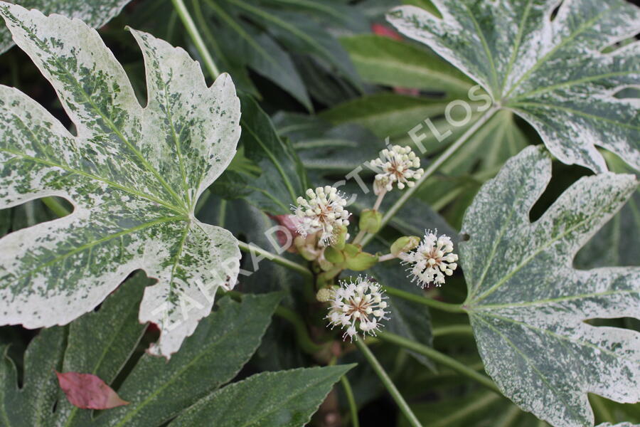 Fatsie 'Spider's Web' - Fatsia japonica 'Spider's Web'