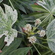 Fatsie 'Spider's Web' - Fatsia japonica 'Spider's Web'