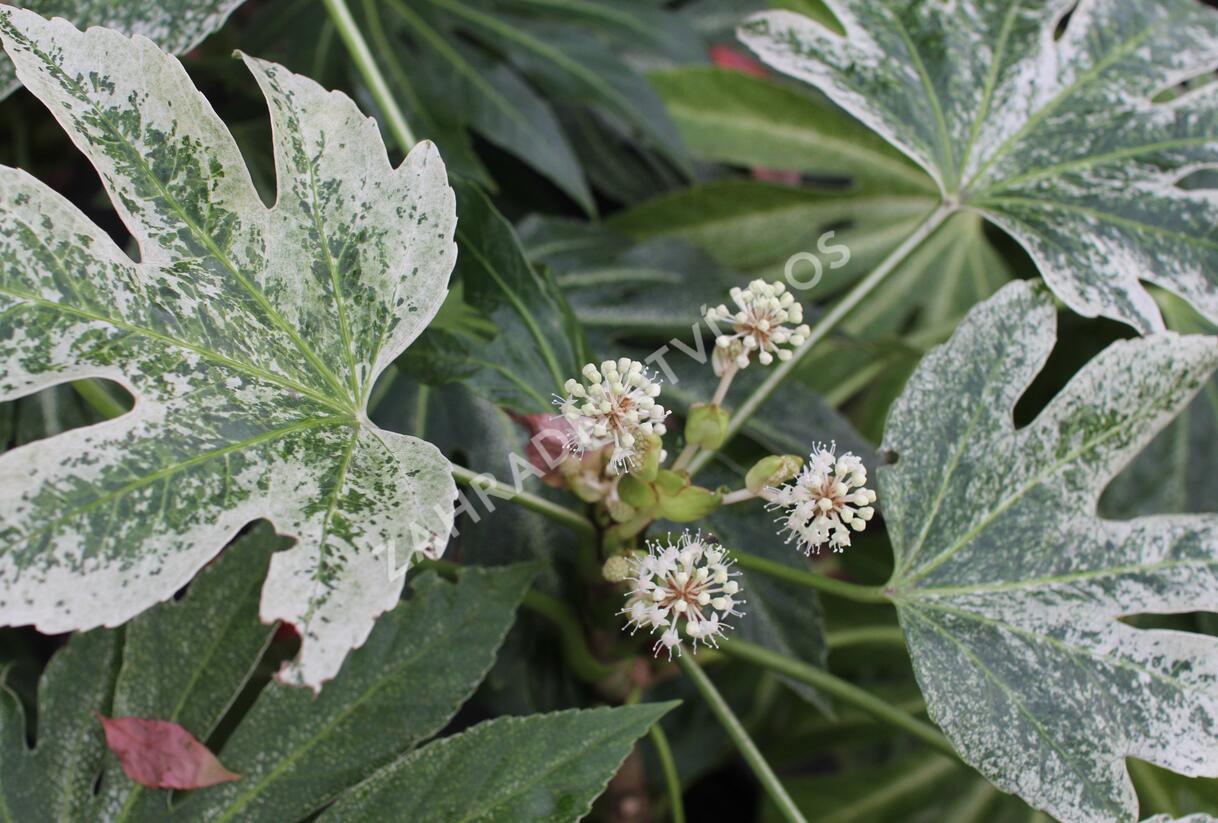 Fatsie 'Spider's Web' - Fatsia japonica 'Spider's Web'