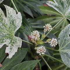 Fatsie 'Spider's Web' - Fatsia japonica 'Spider's Web'