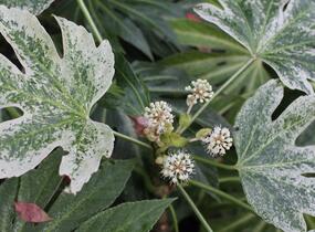 Fatsie 'Spider's Web' - Fatsia japonica 'Spider's Web'