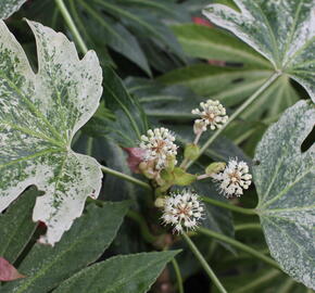 Fatsie 'Spider's Web' - Fatsia japonica 'Spider's Web'