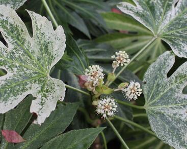 Fatsie 'Spider's Web'