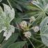 Fatsia japonica 'Spider's Web'.JPG