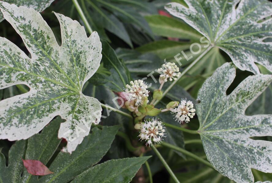 Fatsie 'Spider's Web' - Fatsia japonica 'Spider's Web'