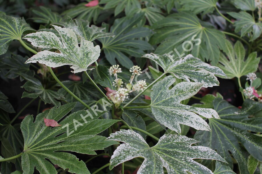 Fatsie 'Spider's Web' - Fatsia japonica 'Spider's Web'