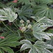 Fatsie 'Spider's Web' - Fatsia japonica 'Spider's Web'