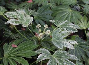 Fatsie 'Spider's Web' - Fatsia japonica 'Spider's Web'