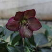 Čemeřice 'HGC Winter Ballet Leila' - Helleborus hybridus 'HGC Winter Ballet Leila'