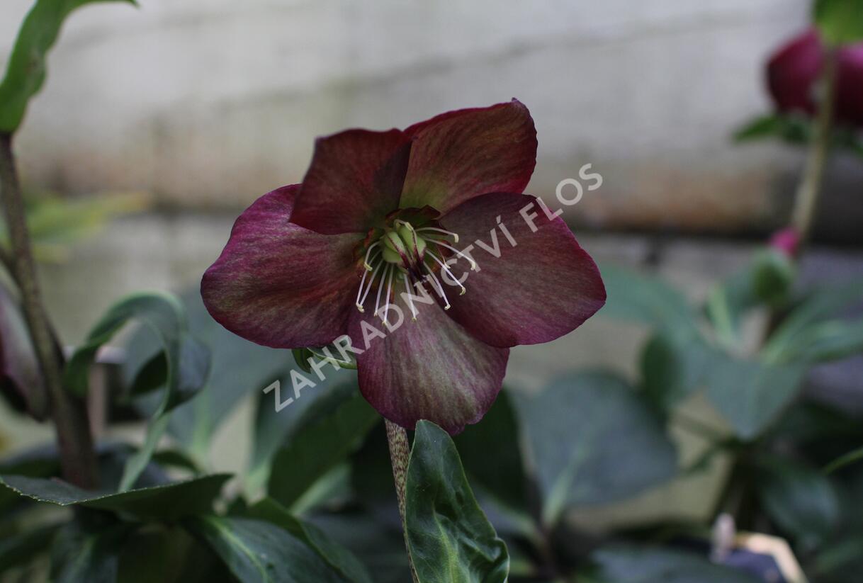 Čemeřice 'HGC Winter Ballet Leila' - Helleborus hybridus 'HGC Winter Ballet Leila'
