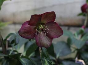 Čemeřice 'HGC Winter Ballet Leila' - Helleborus hybridus 'HGC Winter Ballet Leila'