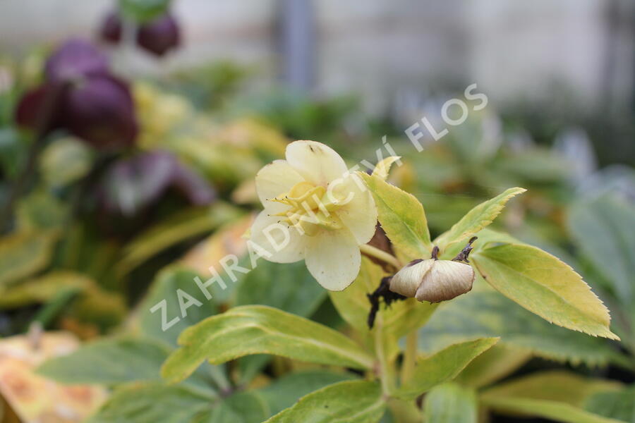 Čemeřice 'Quintessa Gold' - Helleborus hybridus 'Quintessa Gold'
