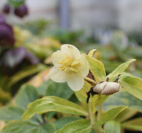 Čemeřice 'Quintessa Gold' - Helleborus hybridus 'Quintessa Gold'
