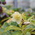 Helleborus hybridus 'Quintessa Gold'.JPG