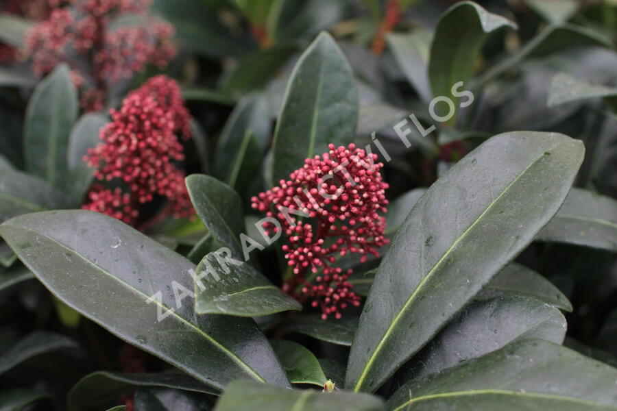 Skimie japonská 'Rubella' - Skimmia japonica 'Rubella'