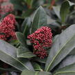 Skimie japonská 'Rubella' - Skimmia japonica 'Rubella'