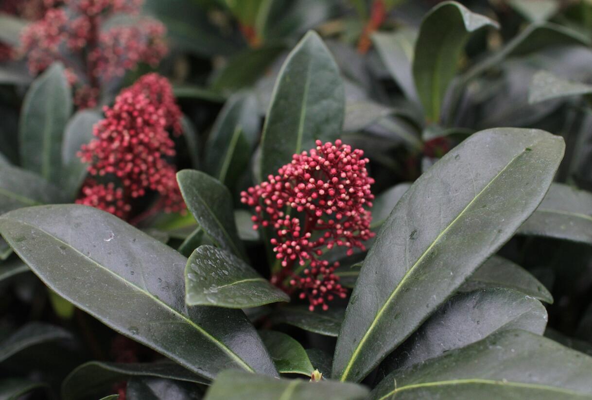 Skimie japonská 'Rubella' - Skimmia japonica 'Rubella'