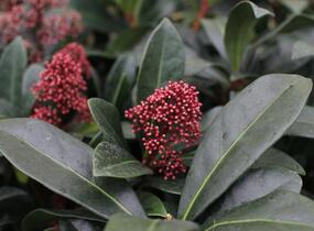 Skimie japonská 'Rubella' - Skimmia japonica 'Rubella'
