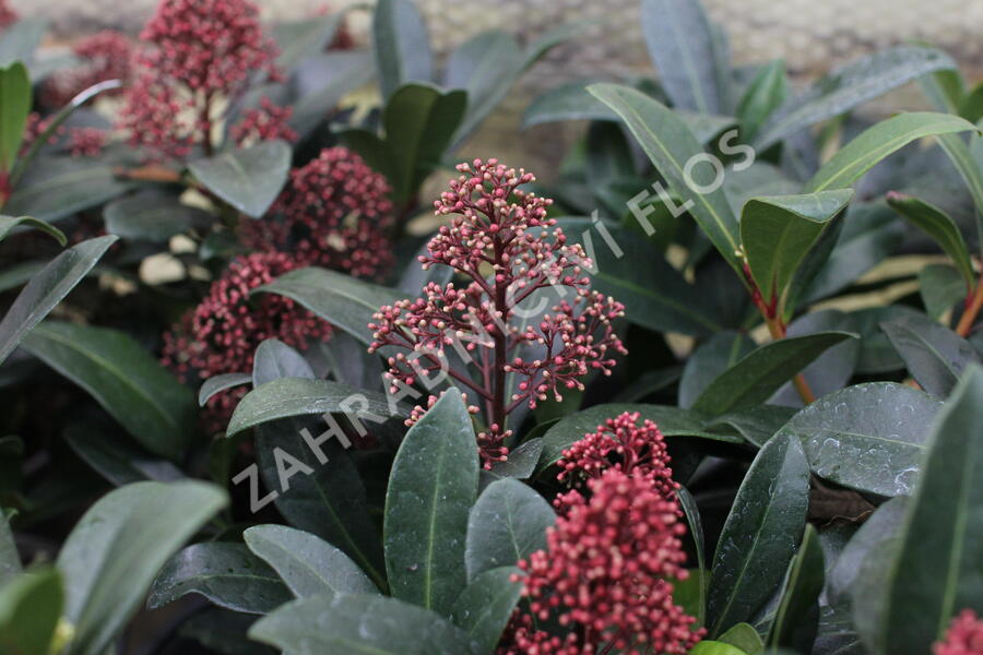 Skimie japonská 'Rubella' - Skimmia japonica 'Rubella'