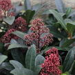 Skimie japonská 'Rubella' - Skimmia japonica 'Rubella'