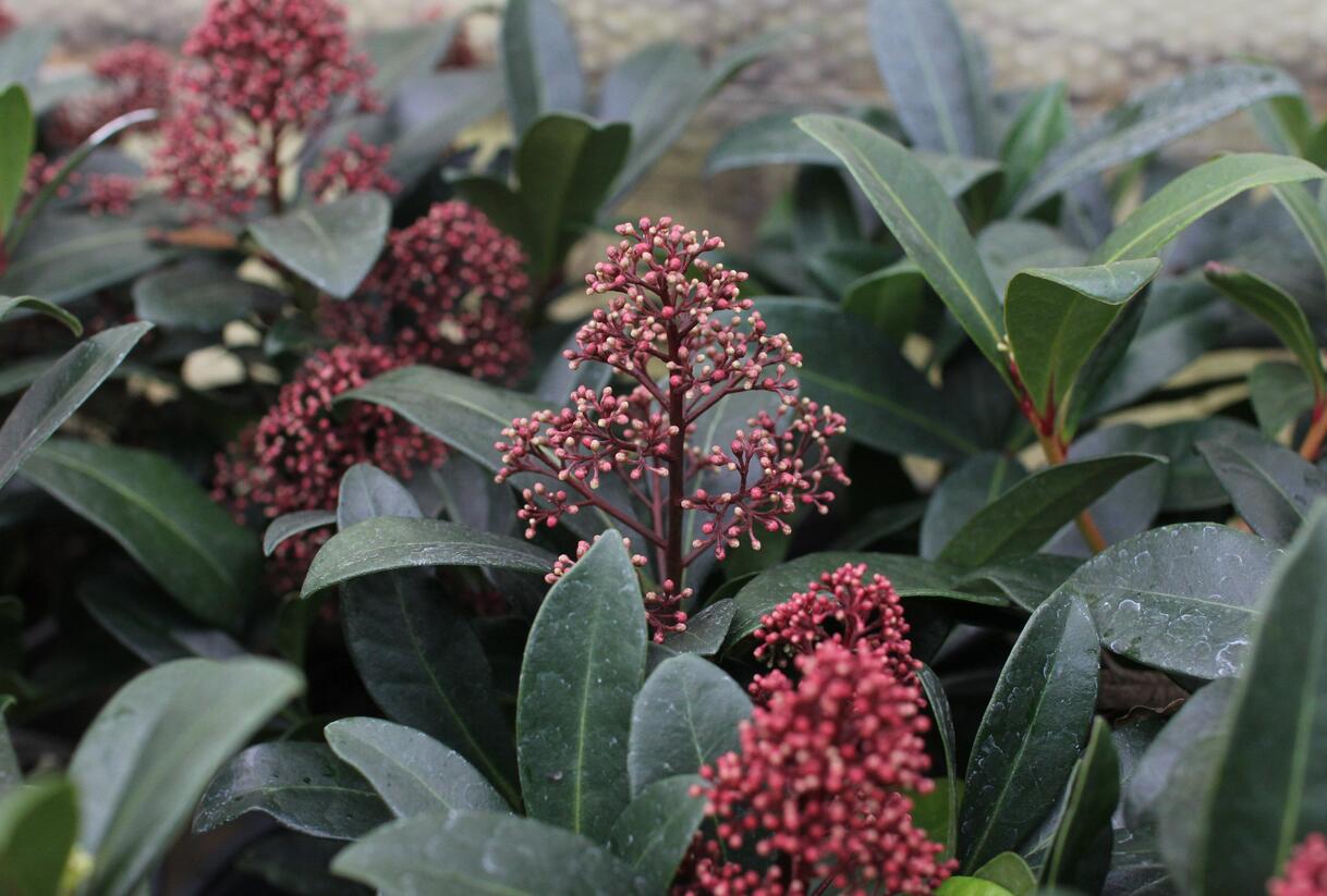 Skimie japonská 'Rubella' - Skimmia japonica 'Rubella'