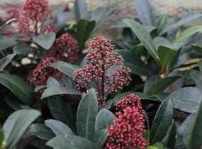 Skimie japonská 'Rubella' - Skimmia japonica 'Rubella'