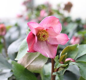 Čemeřice 'Ice N' Roses Early Rose' - Helleborus hybridus 'Ice N' Roses Early Rose'