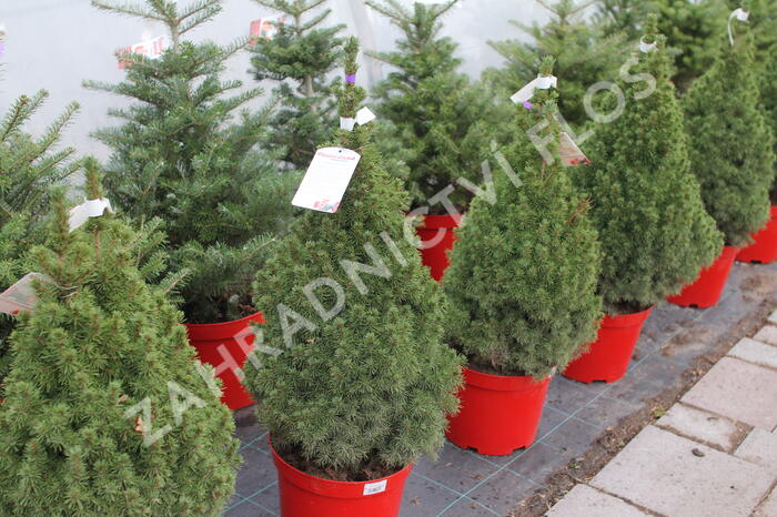 Smrk sivý 'Conica' - Picea glauca 'Conica'