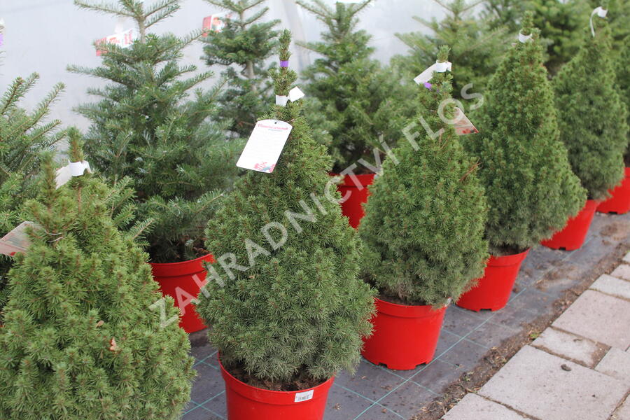 Smrk sivý 'Conica' - Picea glauca 'Conica'