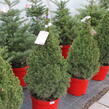 Smrk sivý 'Conica' - Picea glauca 'Conica'