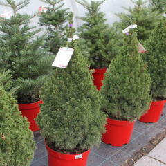 Smrk sivý 'Conica' - Picea glauca 'Conica'