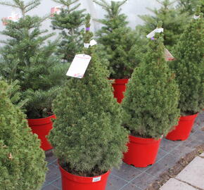 Smrk sivý 'Conica' - Picea glauca 'Conica'